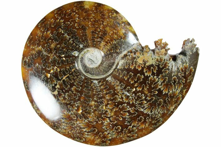 Polished Ammonite (Cleoniceras) Fossil - Madagascar #185481